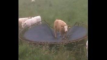 Vaca con Música de Terraria de Fondo