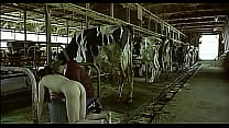 Asian woman to be a cow milked him as a man boobs